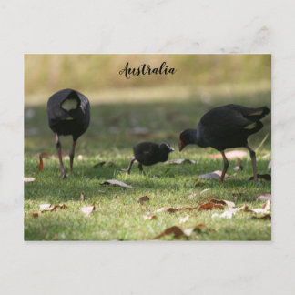 Australisch Paars Swamphen & Baby Chick Briefkaart