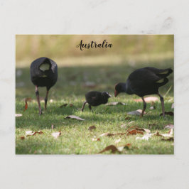 Australisch Paars Swamphen & Baby Chick Briefkaart