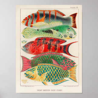 Australisch Poster van de Grote Barrier Reef