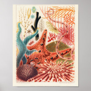  Australisch Poster van de Grote Barrier Reef