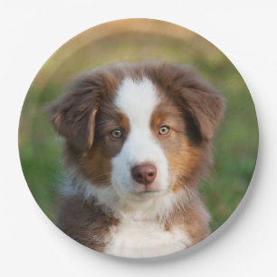 Australisch puppy portret van Shepherd, gelukkig f Papieren Bordje