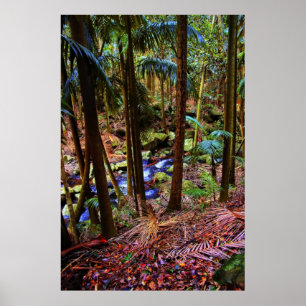 Australisch regenwoud poster