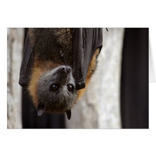 Australische bat (Voorkant Horizontaal)