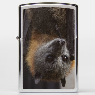 Australische bat