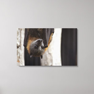 Australische bat canvas afdruk