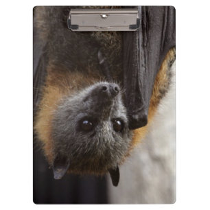 Australische bat klembord