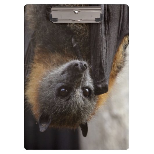 Australische bat klembord (Voorkant)