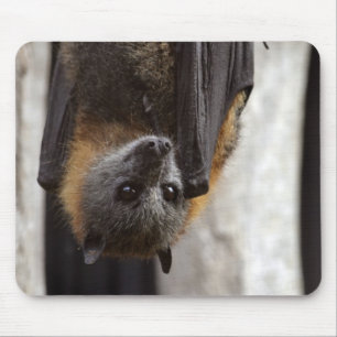 Australische bat muismat