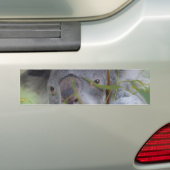 Australische Bumpersticker Koala (Op auto)