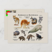 Australische dieren briefkaart (Voorkant / Achterkant)