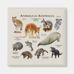 Australische dieren magneet