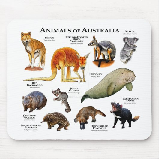Australische dieren muismat (Voorkant)