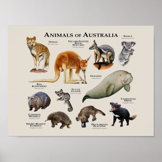 Australische dieren poster (Voorkant)
