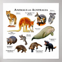 Australische dieren