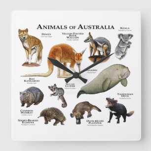 Australische dieren vierkante klok