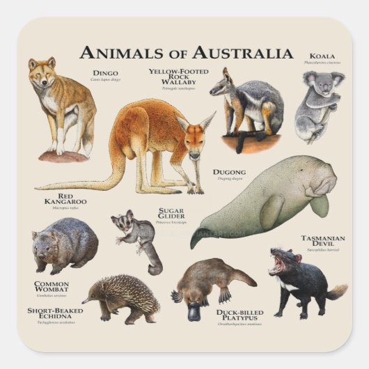 Australische dieren vierkante sticker (Voorkant)