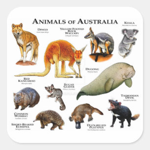 Australische dieren vierkante sticker