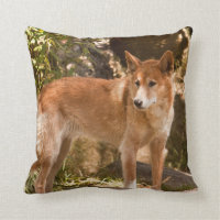 Australische dingo gooit kussens