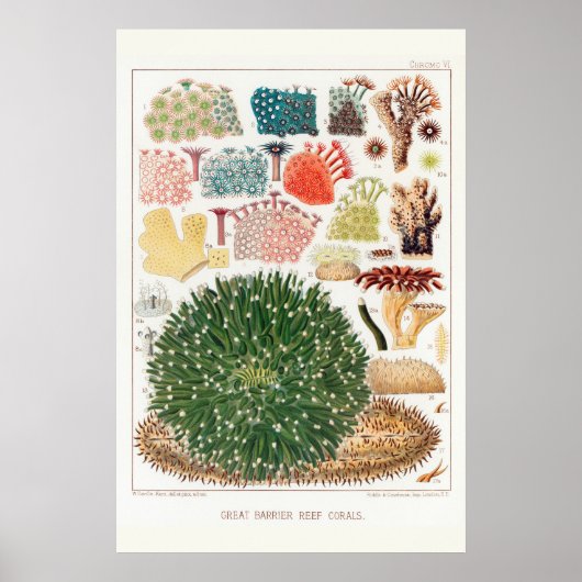 Australische Great Barrier Reef Coral Poster (Voorkant)