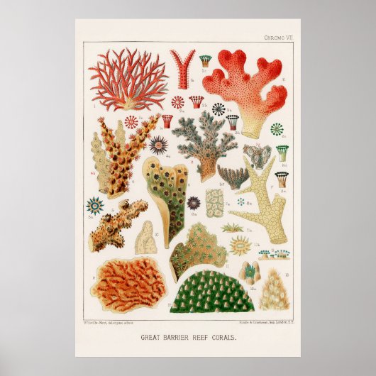 Australische Great Barrier Reef Coral Poster (Voorkant)