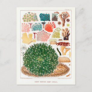 Australische  Great Barrier Reef Coral Poster Briefkaart