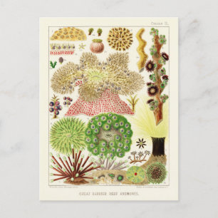 Australische  Great Barrier Reef Poster Briefkaart