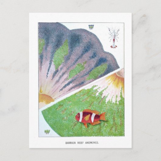 Australische Great Barrier Reef Revel Briefkaart (Voorkant)