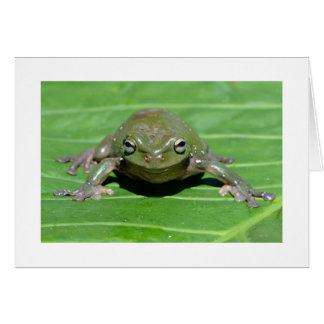 Australische groene boomkikker