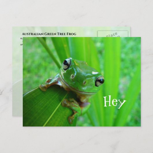 Australische groene boomkikker, witte boomkikker briefkaart (Voorkant / Achterkant)