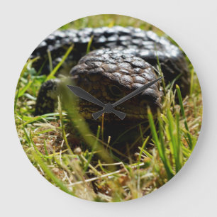 Australische hagedis (Stumpy)   Grote Klok