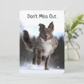 Australische herder Birthday (Staand voorkant)