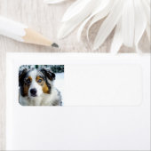 Australische herder blauw merle 3 etiket (Insitu)