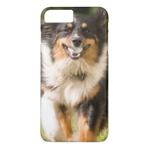 Australische herder die met bal speelt iPhone 8 plus / 7 plus hoesje