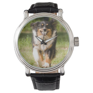 Australische herder die met bal speelt horloge