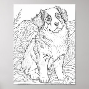 Australische herder hond volwassen kleuring poster
