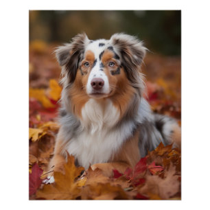 Australische herder in herfst laat Herfst inspirer Perfect Poster