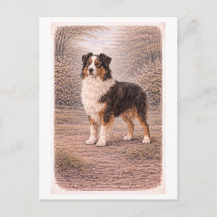 Australische herder in vintage-stijl briefkaart