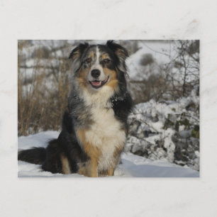 australische herder met sneeuw 2 , png briefkaart