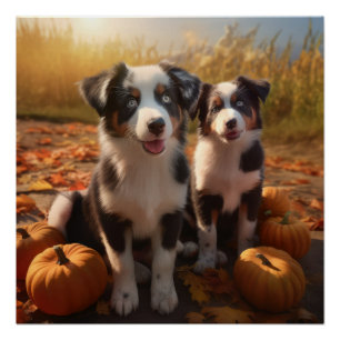 Australische Herder Puppy Autumn Delight Pumpkin Perfect Poster