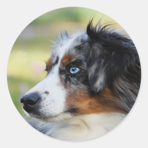 australische herder ronde sticker