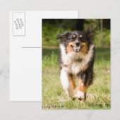 Australische herder speelt met bal briefkaart (Voorkant / Achterkant)