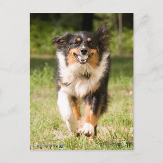 Australische herder speelt met bal briefkaart (Voorkant)