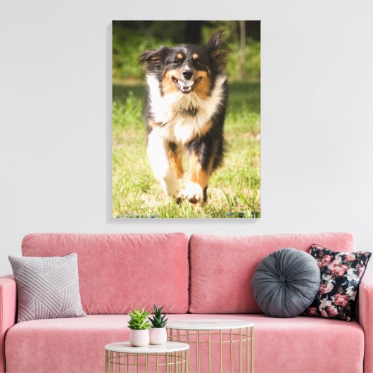 Australische herder speelt met bal canvas afdruk (Insitu (Woonkamer))