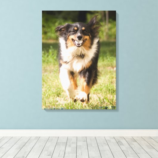 Australische herder speelt met bal canvas afdruk (Insitu (Houten vloer))