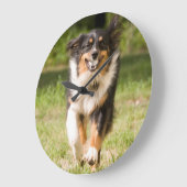 Australische herder speelt met bal grote klok (Hoek)