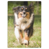 Australische herder speelt met bal klembord (Achterkant)