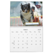 Australische herderbehendigheid 18 maanden Wall Ag Kalender (Mar 2027)