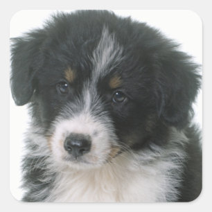 Australische Herdershond Puppy Hondenliefde Aussie Vierkante Sticker