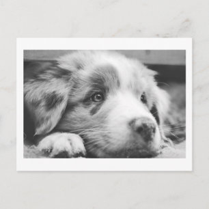 Australische herdershond puppy zwart-wit feestdagenkaart