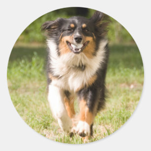 Australische Herdershond Speelt Met Bal Ronde Sticker